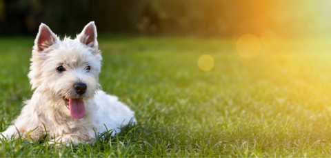 Helping Your Dog Avoid Heat Stroke