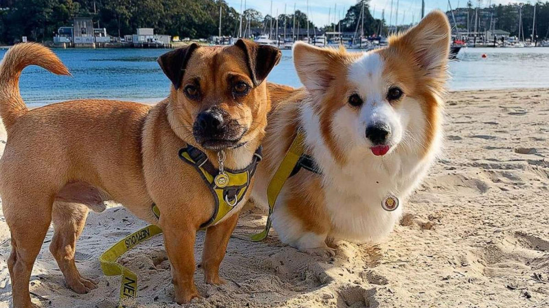 Looking to take your furbaby on a summer vacation?