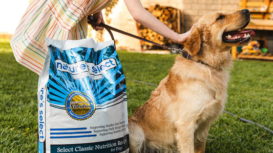 Choosing the Right Pet Food for Colorado's Four Seasons 🌞🍂❄️🌸