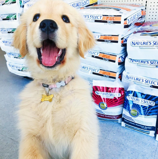 Dog Owners Quick Guide