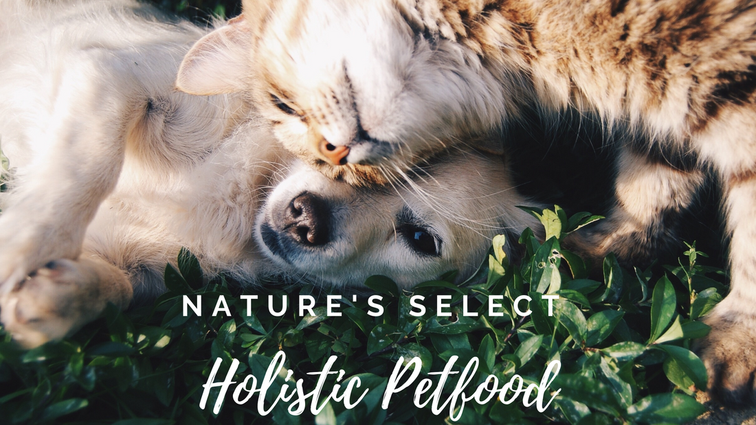 Knowing which ingredient is best for your dog