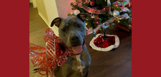 Deck the Halls~!