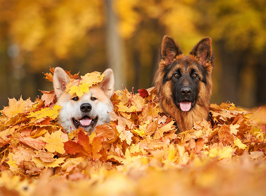 September Fun