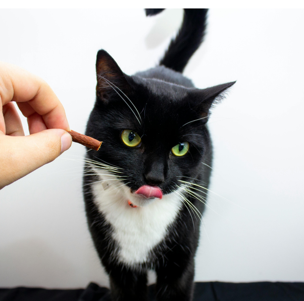 Cat Treats