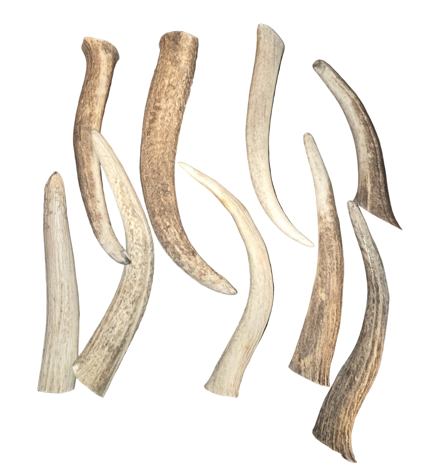 Rocky Mountain Antlers