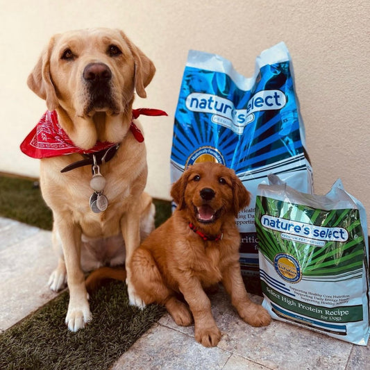 Top 10 Dog Training Tips