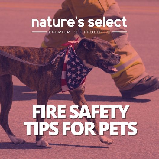 Pet Safety Tips: Keeping Your Furry Friends Safe from Fire Hazards