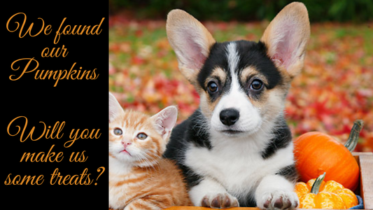 Cozy Up with Fall Treats: Healthy Snacks to Share with Your Furbabies! 🍁🐾