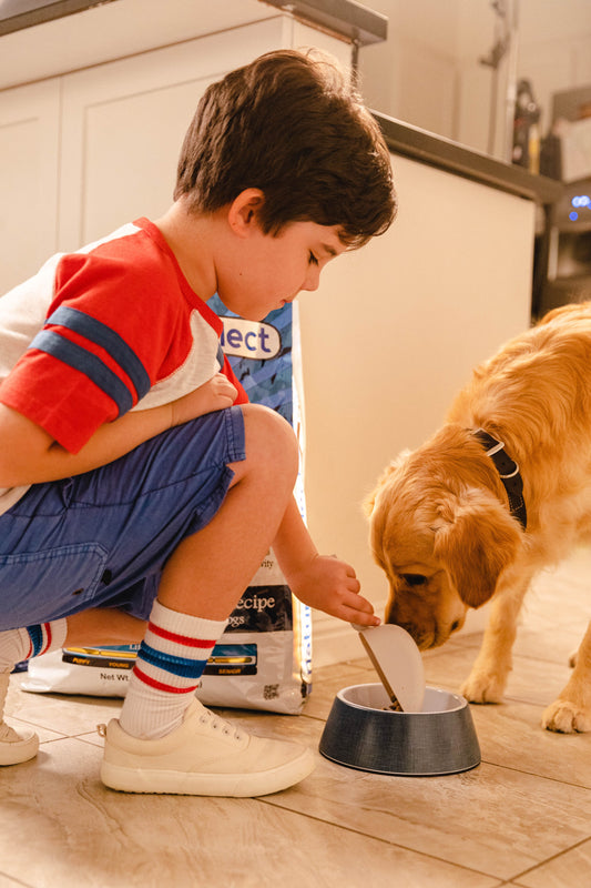 Preparing Your Pets for When the Kids Go Back to School