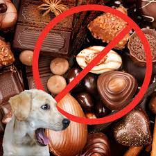 🐾Celebrating World Chocolate Day... Pet Edition! 🐾