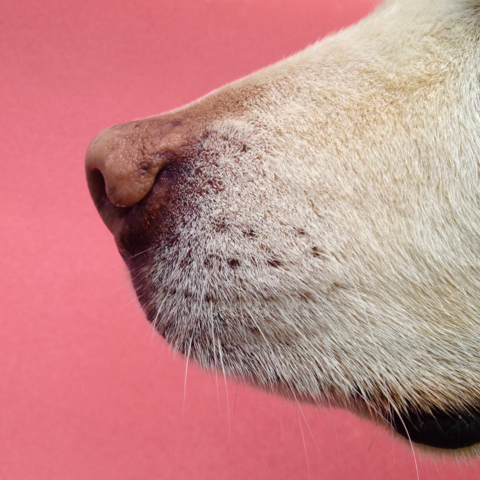 The Why on Whiskers