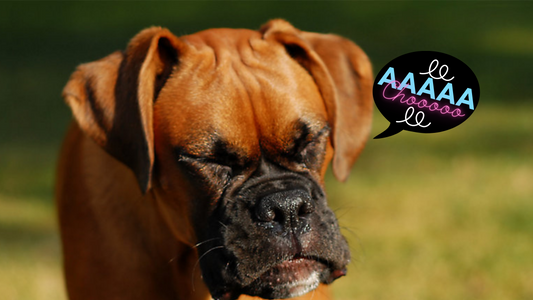 Ways To Help Your Pet's Seasonal Allergies As We Dive Into Spring