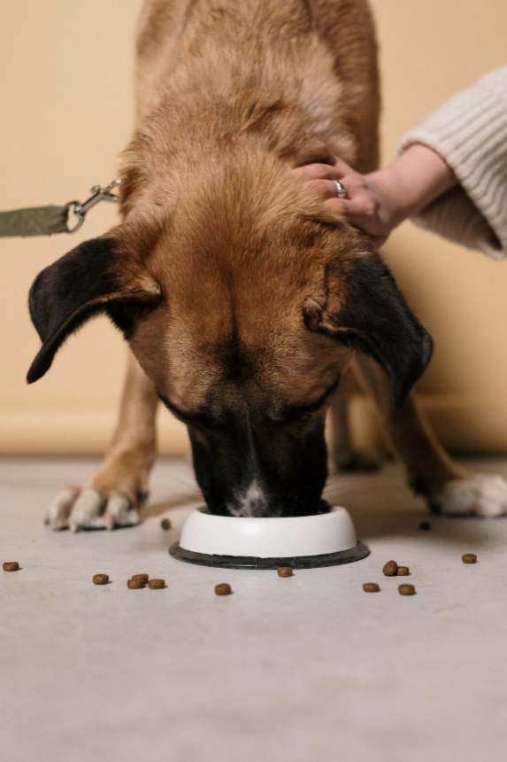 Dry Dog Food