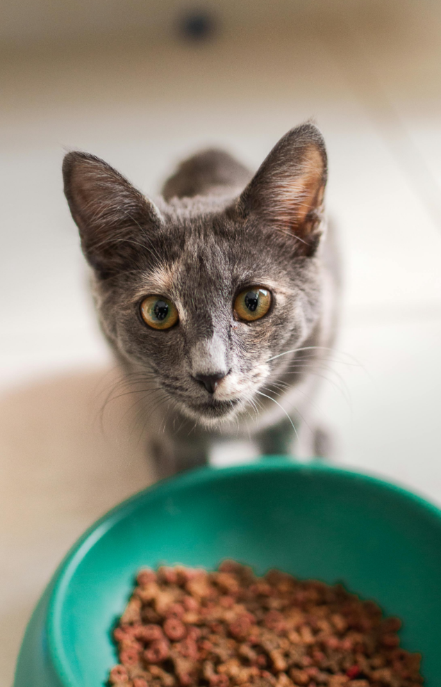 Dry Cat Food