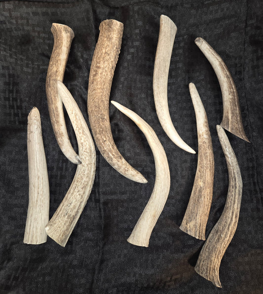 Rocky Mountain Deer Antlers