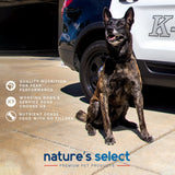 Nature' Select infographic with photo of K9 police car and a dog sitting. The text says "quality nutrition for peak performance", "working dogs and service dogs dog food", "nutrient dense food with no fillers" | Chicken & Rice Plus Recipe w/ Glucosamine | Nature's Select Dog Food | Dog food with glucosamine | glucosamine dog food | best dry dog food | best dry dog kibble | chicken dog food recipe | chicken and rice dog food